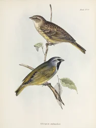 Veréb vagy pinty pár, c 1832-1836
