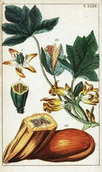 Papaya gyümölcs, szakasz, virágok és levelek, Carica papaya.