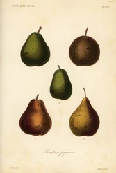 Kevés fajta, Pyrus communis