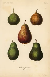 Kevés fajta, Pyrus communis
