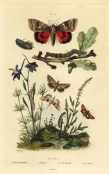 Borsóvirág, Periphanes delphinii 1, gyapotbagolya, Helicoverpa armigera 2, sárga alsószárny, Anarta myrtilli 3 és nagy sárga alsószárny, Noctua pronuba, lárva és báb 4. Noctuelles lepkék