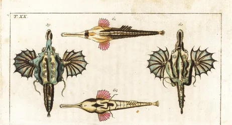 Pegazushal (vagy kis sárkányhal) - hosszúfarkú pillangóhal - rövid sárkányhal, Eurypegasus draconis 59, 60, valamint hosszúfarkú pegazushal, Pegasus volitans 61, 62. Kézzel színezett rézmetszet Gottlieb Tobias Wilhelm „Természettörténeti enciklopédia:
