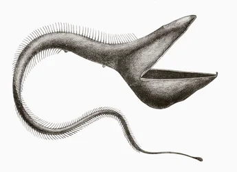 Pelikanangolna, vagy Eurypharynx pelecanoides, az emberek által ritkán látott mélytengeri hal, az 