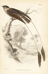 Párducszárnyú fülemüle, Macrodipteryx vexillarius (Macrodipteryx africanus). William Lizars kézzel színezett acélmetszete William Swainson után Sir William Jardine Naturalist