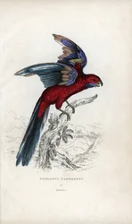 Pennant-papagáj, Psittacus pennantii. Platycercus elegans.