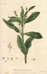Perennial mercuriale vagy évelő vagy kutyakáposzta (Mercurialis perennis) - Erős víz William Clarke által, John Stephenson és James Morss Churchill "Medical Botanical, Description of the Medicinal Plants of London, Edinburgh and Dublin" című munkájának ill