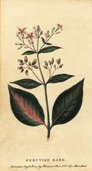 Perui kéreg, Cinchona officinalis., 1800 (metszet)