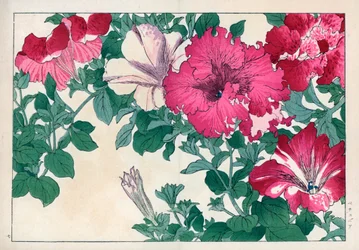Petunia variete (rózsaszín és fehér). Petúnia fajták. Kézzel színezett fametszet Konan Tanigami "Seiyou Sokazufu" (Nyugati növények és virágok képes albuma: nyár) című művéből, Unsodo, Kiotó.