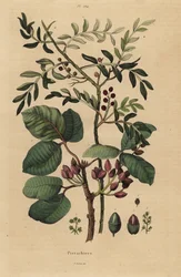 Pisztácia diófa, Pistacia vera