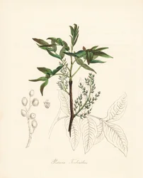Pistacia terebinthus - Terebinthus fa vagy chian terpentinfa, Pistacia terebinthus. C. Chabot kézzel festett cinkográfiája, amelyet Miss M. A. Burnett rajzolt a "Plantae Utiliores: or Illustrations of Useful Plants" című művéből, Whittaker, London.