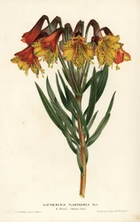 Növénylevelű alstroemeria, Alstroemeria plantaginea. Brazília. L. Stroobant kézi színezésű litográfiája Louis van Houtte és Charles Lemaire: Flowers of the Gardens and Hothouses of Europe, Flore des Serres et des Jardins de l