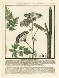 Mérgező vérfű, Conium maculatum.