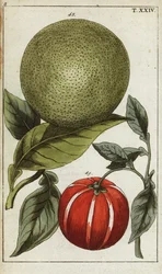 Pomelo vagy pummelo, Citrus maxima.