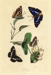 Lila császár, Apatura iris 1 és eurázsiai fehér tengernagy, Limenitis camilla 2