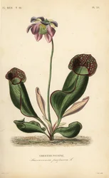 Lila kancsó növény vagy oldalnyereg virág, Sarracenia purpurea, Sarracenia pourpre