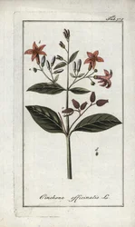 Quinquina (Cinchona officinalis). Litográfia Johannes Zorn (1739-1799) "Afbeelding der Artseny-Gewassen" című művéből, Hollandia.