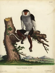 Pirosszárnyú douc, Pygathrix nemaeus. Veszélyeztetett. Simia nemaeus Linn. Johann Sebastian Leitner kézzel készített rézmetszete Jacques de Seve illusztrációja után Johann Christian Daniel Schreber: Animal Illustrations after Nature, avagy Schre