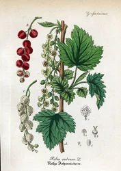 Piros ribiszke, Ribes rubrum. Kézzel színezett rézmetszet Dr. Willibald Artus Hand-Atlas sammtlicher mediinisch-pharmaceutischer Gewachse című művéből.