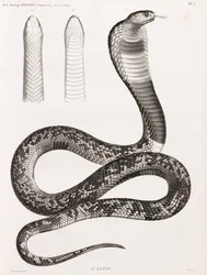 Hüllők: Asp