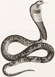 Hüllők: Asp