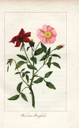 Bengáli rózsa, Rosa indica. Kézi rézmetszet Prudhomme kisasszony illusztrációjáról, "Hommage rendu a la Rose", Párizs, 1815 körül. Ajándékkönyv a rózsa történetével és egy tucat botanikai miniatúrával.
