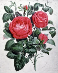 Rózsák, 1850 körül (metszet)
