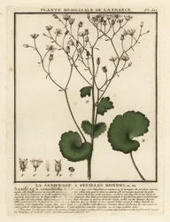 Kereklevelű szaxifrage, Saxifraga rotundifolia.