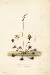 Kereklevelű napharmatfű, Drosera rotundifolia, Droserie a feuilles rondes
