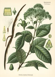 Gumifa, Urceola elastica. Kromolitográfia Hermann Adolph Koehler Gyógynövények című, Gustav Pabst által szerkesztett művének botanikai illusztrációja után, Koehler, Németország.