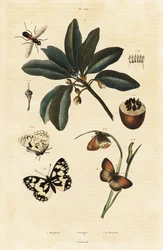 Sapodilla és molylepke.