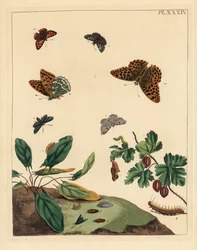Ezüstmoszat pillangó, Argynnis paphia, erdészlepke, Adscita statices, L. vagy egreslepke, Halia vauaria, kis rézboglárka, Lycaena phlaeas, dingy skipper, Erynnis tages, és egresbokor, Ribes grossularia. Kézzel színezett litográfia