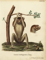 Lassú járású maki vagy vörös karcsú lóri, Loris tardigradus. Veszélyeztetett. Lemur tardigradus Linn. Hermann Jakob Tyroff kézzel rajzolt és metszett rézmetszete a természet után Johann Christian Daniel Schreber Animal Illustrations after Nature, avagy Sch