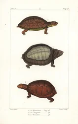 Foltos lábú teknős, Rhinoclemmys punctularia 1, indiai páncélos teknős, Lyssemys punctata 2, és észak-afrikai sisakos teknős, Pelomedusa subrufa olivacea. David kézi rézmetszete Jean-Gabriel Pretre berni illusztrációja után.
