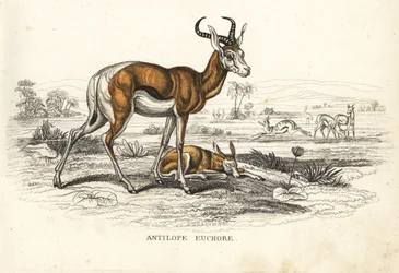 Tavaszi bika, Antidorcas marsupialis (Antelope euchore). Kézzel színezett litográfia Georg Friedrich Treitschke természetrajzi galériájából, Naturhistorischer Bildersaal des Thierreiches, Liepzig-1842.