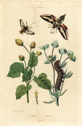 Sólyommoly, Hyles euphorbiae és hernyó 1, hornetmoly, Sesia apiformis 2 és fogfájás növény, Spilanthes fajok