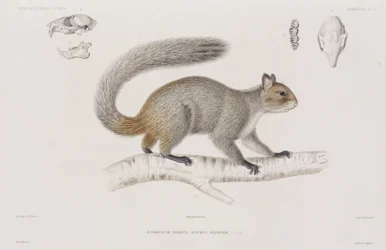 Mókus