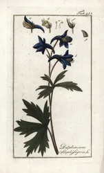 Staphisegar vagy tetűfű, köszvényes fű vagy vadszőlő (Delphinium staphisagria). Litográfia Johannes Zorn (1739-1799) "Afbeelding der Artseny-Gewassen" című művéből, Hollandia.