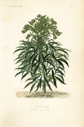 Büdös hellebore, Helleborus foetidus, Ellebore fetide