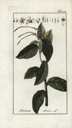 Büdös verbéna vagy fokhagymás lián (Petiveria alliacea). Litográfia Johannes Zorn (1739-1799) "Afbeelding der Artseny-Gewassen" című művéből, Hollandia.