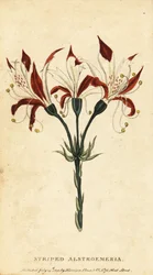 Csíkos alstroemeria, Alstroemeria ligtu. ,1800 (metszet)