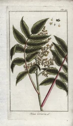 A korroyerek vagy utazók szumákja, vagy corroyere (Rhus coriaria). Litográfia Johannes Zorn (1739-1799) "Afbeelding der Artseny-Gewassen" című művéből, Hollandia.