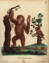 Szumátrai orangután, Pongo abelii. Kritikusan veszélyeztetett. Simia satyrus Linn. Johann Nussbiegel kézzel készített rézmetszete R. Oakes illusztrációja után Johann Christian Daniel Schreber: Animal Illustrations after Nature, avagy Schreber