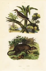 Napmadár és szurikáta, 1834-1839 (metszet)