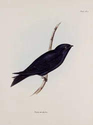 Fecske vagy Martin, Dél-Amerika, 1832-1836