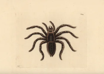Tarantula farkaspók, Lycosa tarantula (Tarantula pók, Aranea tarantula). Az illusztrációt Richard Polydore Nodder rajzolta és metszette. Kézzel színezett rézmetszet George Shaw és Frederick Nodder The Naturalist