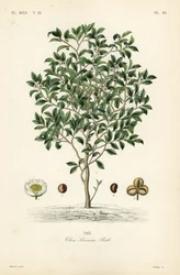 Teafa vagy teanövény, Camellia sinensis, Thea sinensis, a