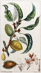 A mandulafa, 1801-1850 körül (metszet)