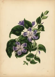 A nagy kék sziklán, Vinca major, Az emlékezés örömei