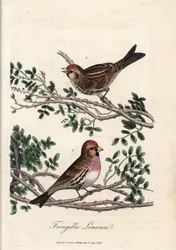 A sizerin vagy kis linotte. George Graves színes rézmetszete a British Ornithology-ban.