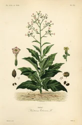 Dohánynövény, Nicotiana tabacum, Tabac
